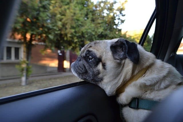 Pug dog riding in a car to their new home