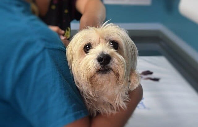 Dog being held by a veterinarian during a visit to the vet