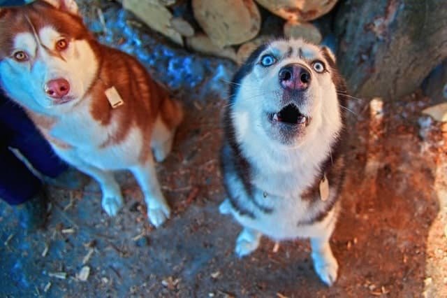 Two huskies barking outdoors at night