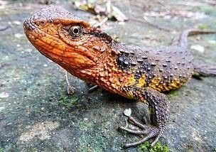 1513875297403 - Scientists discover over 100 new species, including crocodile lizard, snail-eating turtle