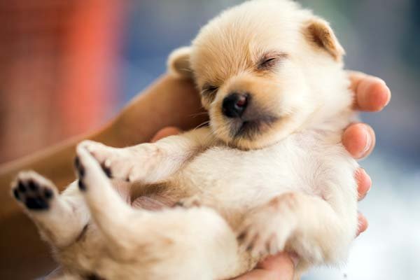 How Long Are Dogs Pregnant? Let’s Talk About Dog Pregnancy