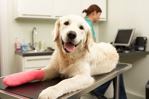 The Real Costs of Treating Dog Diseases and Injuries