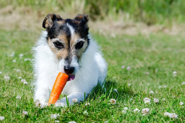 1514189313 can dogs eat tomatoes carrots celery and other vegetables - Can Dogs Eat Tomatoes, Carrots, Celery and Other Vegetables?