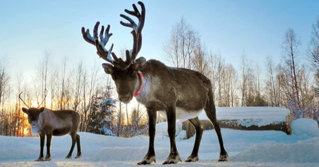 10 Little-Known Facts About Reindeer
