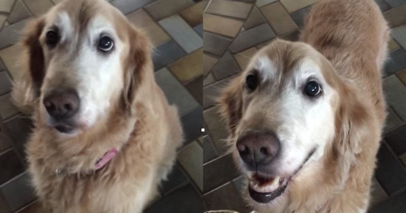 After A Horrifying Cancer Scare, This Pooch Learns Her Fate In This Adorable Reveal Video