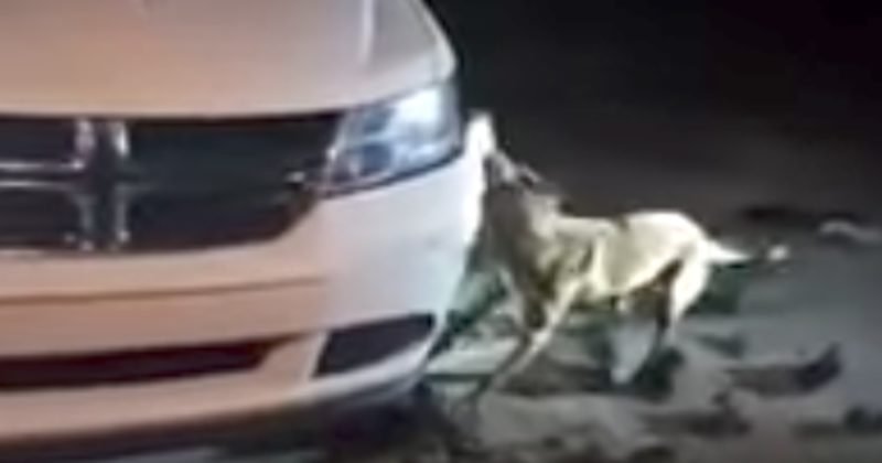 800x420 1513605297 - Woman Livestreams Dog Tearing Her Bumper Off Her Car And Shamelessly Asks Police To Shoot The Animal