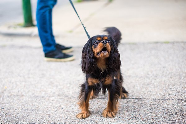 A dog barking out on a walk on a leash harness - Why Do Dogs Bark? Reasons Dogs Bark and How to Stop Excessive Dog Barking