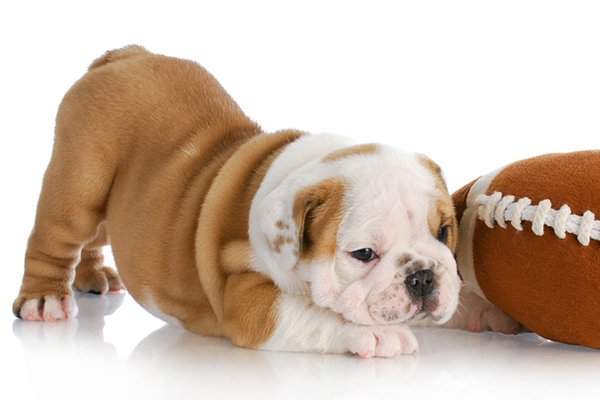 A puppy with a toy - When Do Dogs Stop Growing?