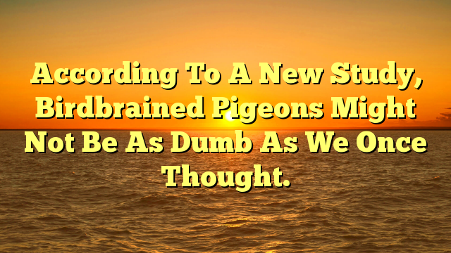 According To A New Study, Birdbrained Pigeons Might Not Be As Dumb As We Once Thought.