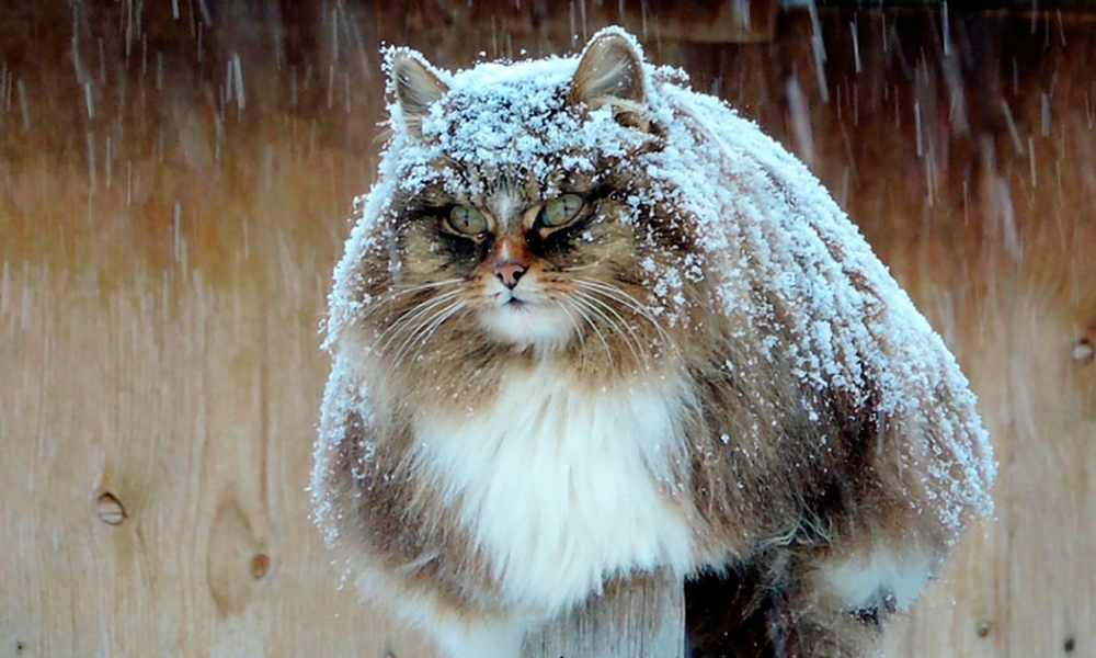 Siberian Farm Cats Have Absolutely Taken Over This Farmer’s Land, And They’re Absolutely Majestic