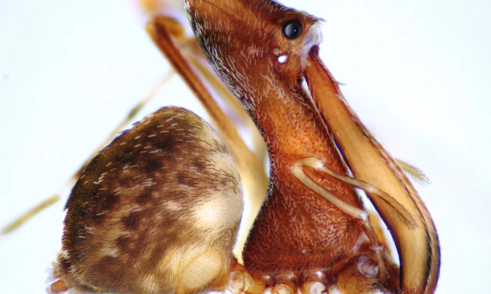 1515807801 pelican spiders lived 165 million years ago and they are spider assassins 1000x600 - Pelican spiders lived 165 million-years-ago and they are 'spider assassins'