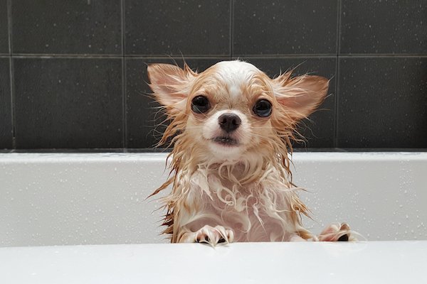 Homemade Dog Shampoo — 3 Simple Recipes