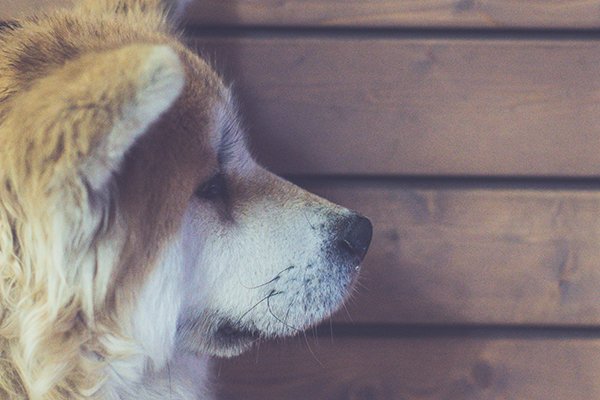 Head Pressing in Dogs — Don’t Ignore the Signs