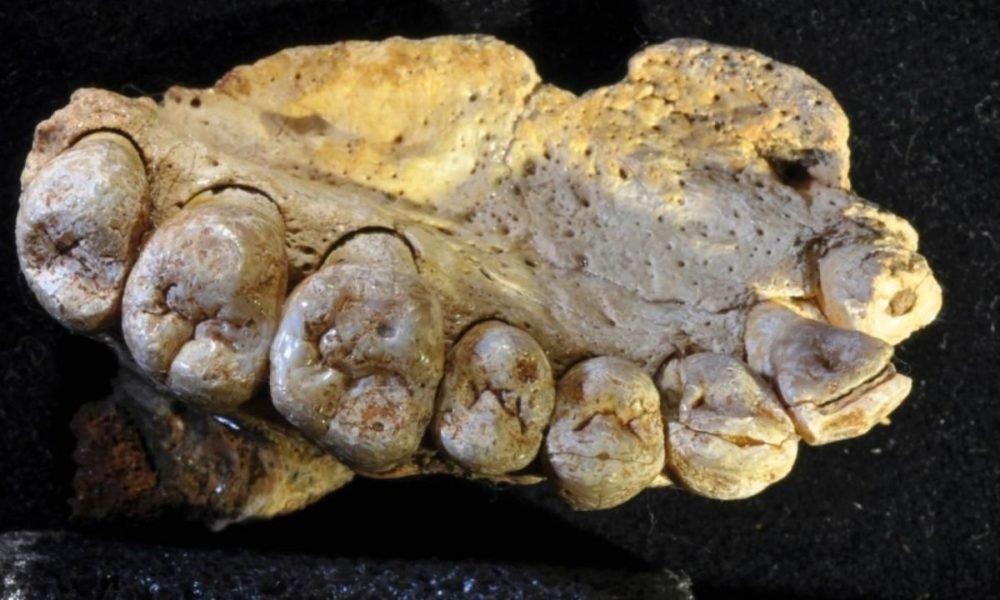 1517130206 jawbone discovered in israel is the earliest modern human fossil outside of africa 1000x600 - Jawbone discovered in Israel is the earliest modern human fossil outside of Africa
