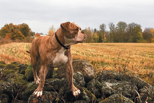 8 Facts About the Alapaha Blue-Blood Bulldog