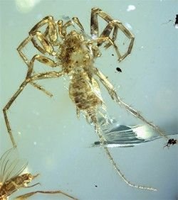 1517999452 100 million year old spider with a tail longer than its body discovered and it may still be alive - 100-million-year-old spider with a tail longer than its body discovered - and it may still be alive