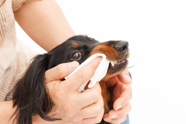 How Often to Brush a Dog’s Teeth and Other Tips on Brushing Your Dogs Teeth