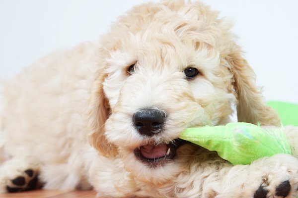 How to Prevent Dog Teeth Problems at Every Stage of Your Canine’s Life