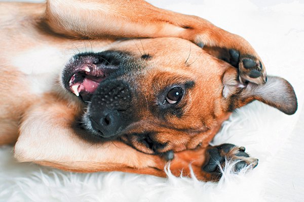 Let’s Talk About Dog Lipstick — A.K.A. the Dog Penis