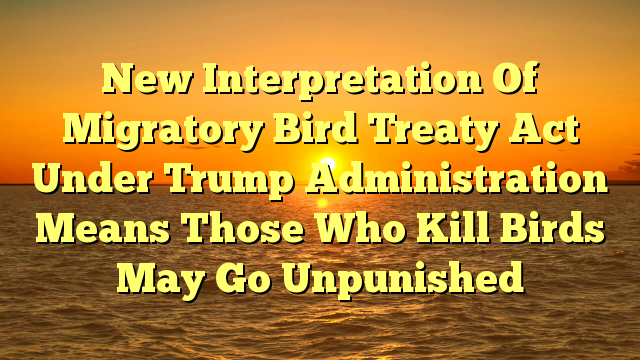 New Interpretation Of Migratory Bird Treaty Act Under Trump Administration Means Those Who Kill Birds May Go Unpunished
