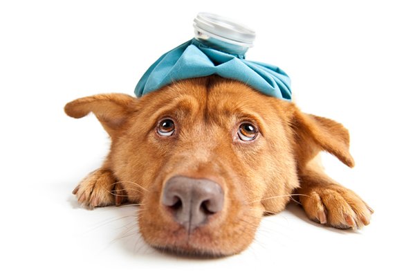 Kennel Cough Treatment — 5 At-Home Remedies for Kennel Cough