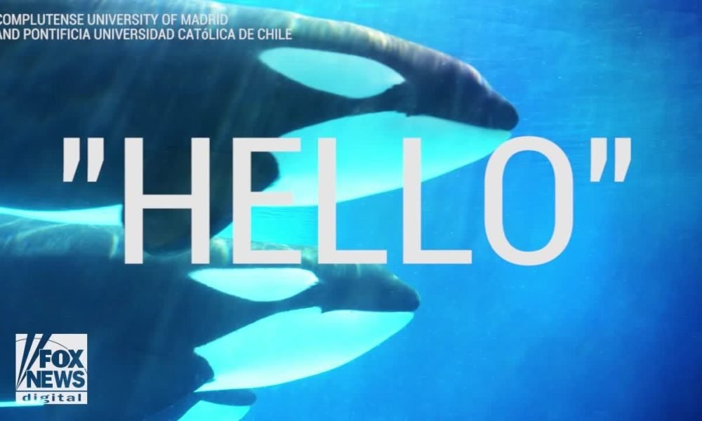 VIDEO: Killer whales can ‘talk’ as scientists teach orcas to mimic human speech