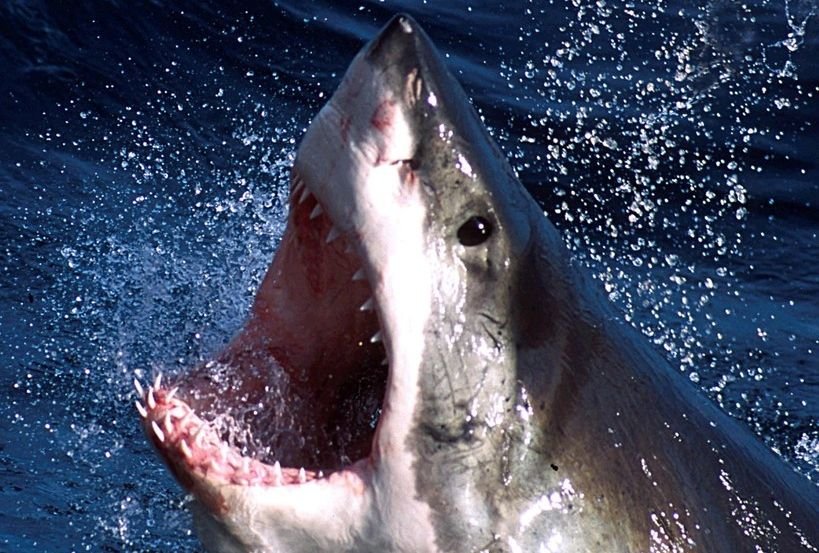 1524932408 great white shark hilton 1326 pound real life jaws spotted off gulf coast - Great white shark Hilton, 1,326-pound real life 'Jaws,' spotted off Gulf Coast