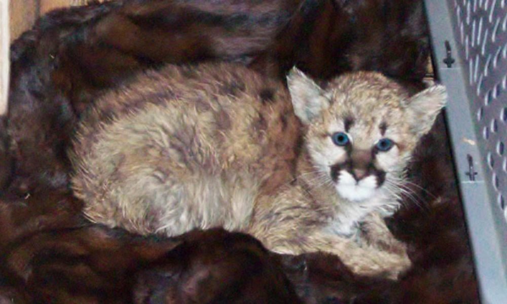 1542581459 baby mountain lion discovered at colorado home was fed bratwurst became sick officials say 1000x600 - Baby mountain lion discovered at Colorado home was fed bratwurst, became sick, officials say