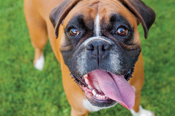 1553154512 what to know about the boxer dog breed - What to Know About the Boxer Dog Breed