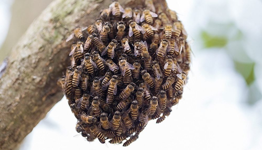 1554657184 beekeepers warm weather warning do not be frightened of swarming honeybees 1000x576 - Beekeeper's warm-weather warning: ‘Do not be frightened’ of swarming honeybees
