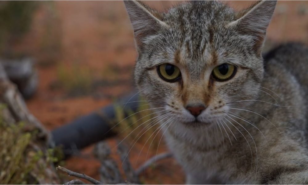 1556514929 australian officials killing millions of feral cats with poisoned sausages 1000x600 - Australian officials killing millions of feral cats with poisoned sausages