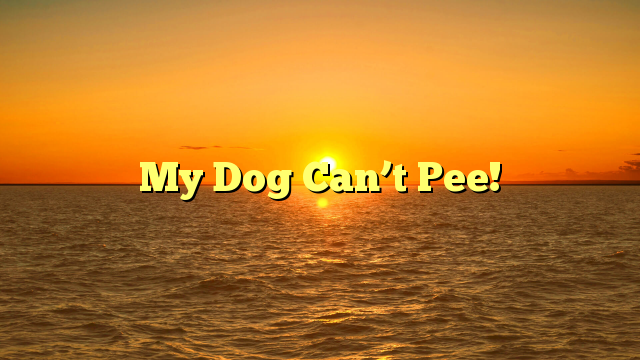 My Dog Can’t Pee!