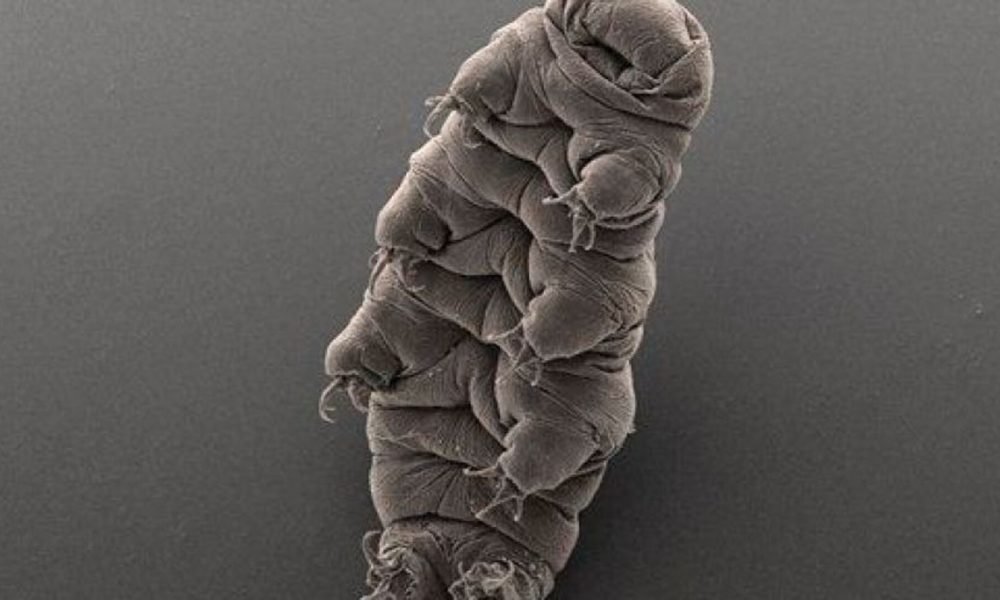 1570448705 tardigrades could maybe survive a nuclear attack and now we know how 1000x600 - Tardigrades could (maybe) survive a nuclear attack. And now we know how.