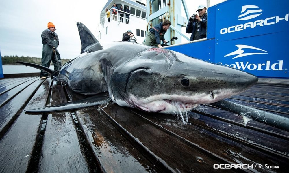 1571377537 great white shark captured off us coast with gash on head was bitten by even bigger shark experts say 1000x600 - Great white shark captured off US coast with gash on head was bitten by even bigger shark, experts say