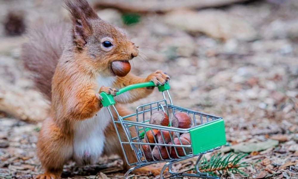 1586239865 amusing pictures show squirrel stockpiling nuts panic buying toilet paper 1000x600 - Amusing pictures show squirrel 'stockpiling' nuts, 'panic-buying' toilet paper