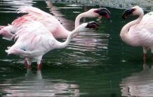 1591813328 nasty in pink flamingos with brighter feathers are more aggressive than others study says - Nasty in pink: Flamingos with brighter feathers are more aggressive than others, study says