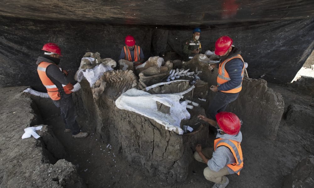 1599244652 mammoth central found at mexico airport construction site 1000x600 - 'Mammoth central' found at Mexico airport construction site