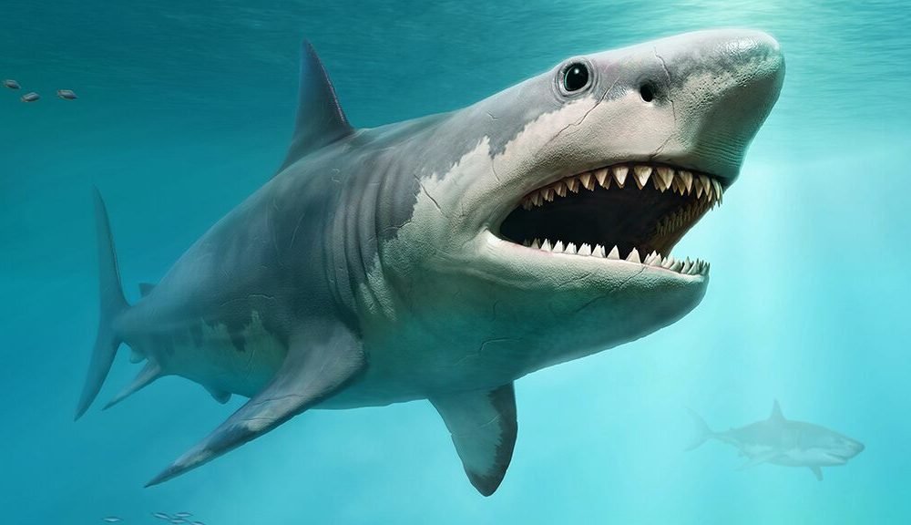 New details revealed about Megalodon’s shocking size: They ate their siblings in the womb