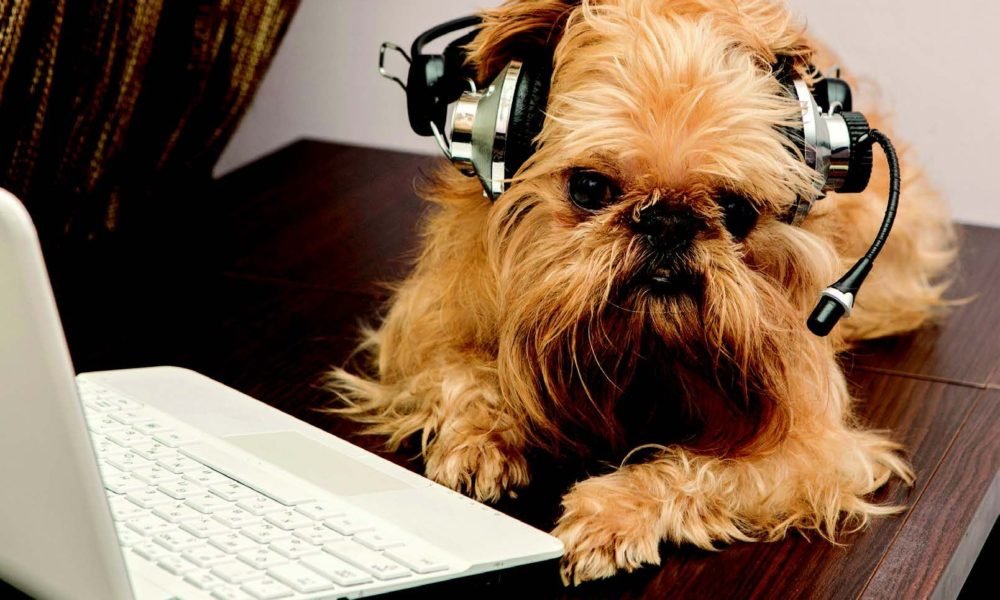 10 podcasts to bark about dogster 1000x600 - 10 Podcasts to Bark About – Dogster