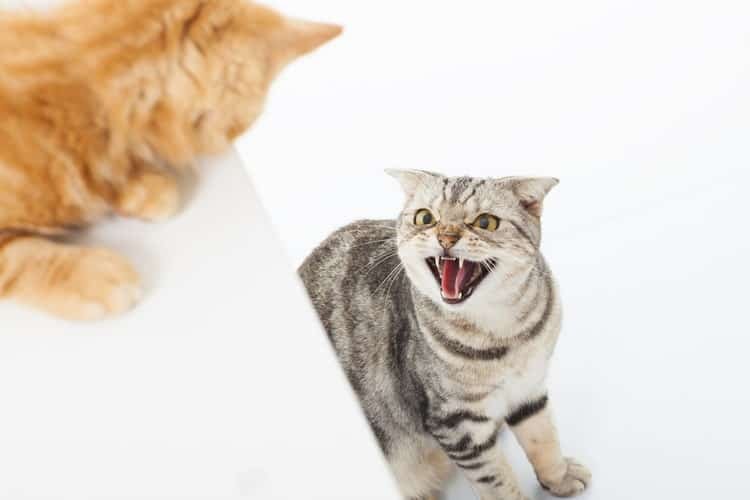 How to Stop Cats from Fighting (5 Vet Tips)