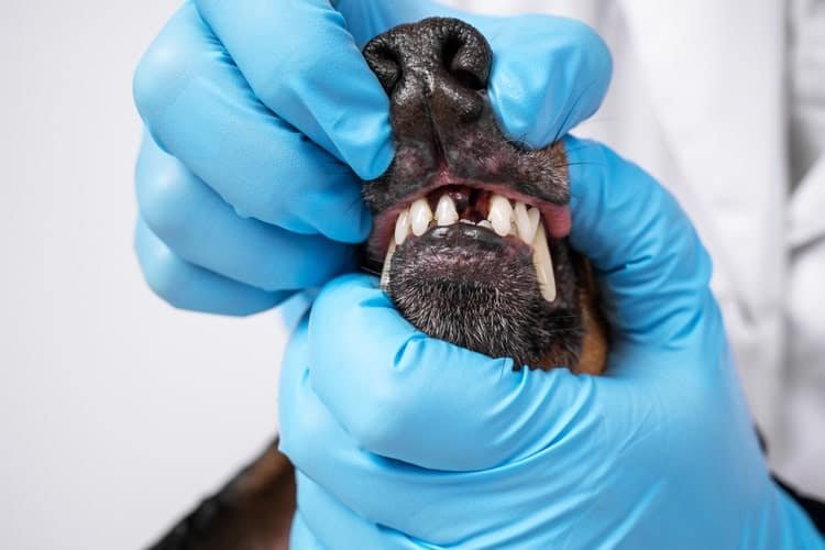 Why Do Dogs Lose Teeth? A Vet’s Dental Tips