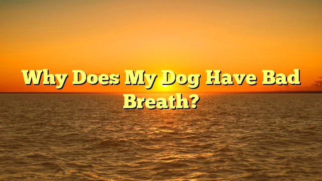 Why Does My Dog Have Bad Breath?