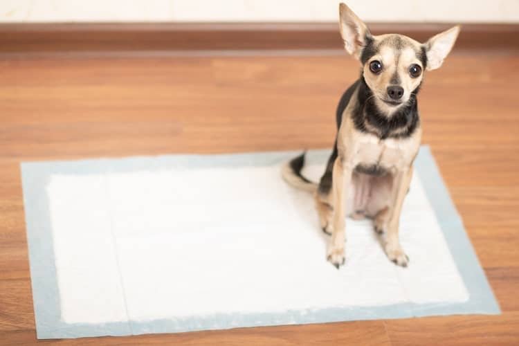 Why is My Dog Peeing in the House? (Vet Tips)