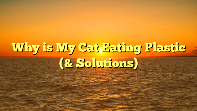 Why is My Cat Eating Plastic (& Solutions)