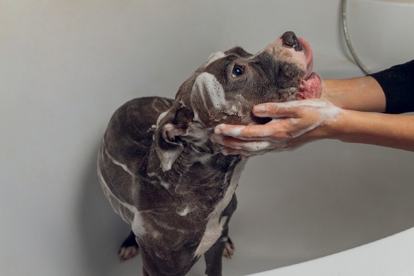10 Best Shampoos For Pit Bulls in 2022 – Reviews & Top Picks