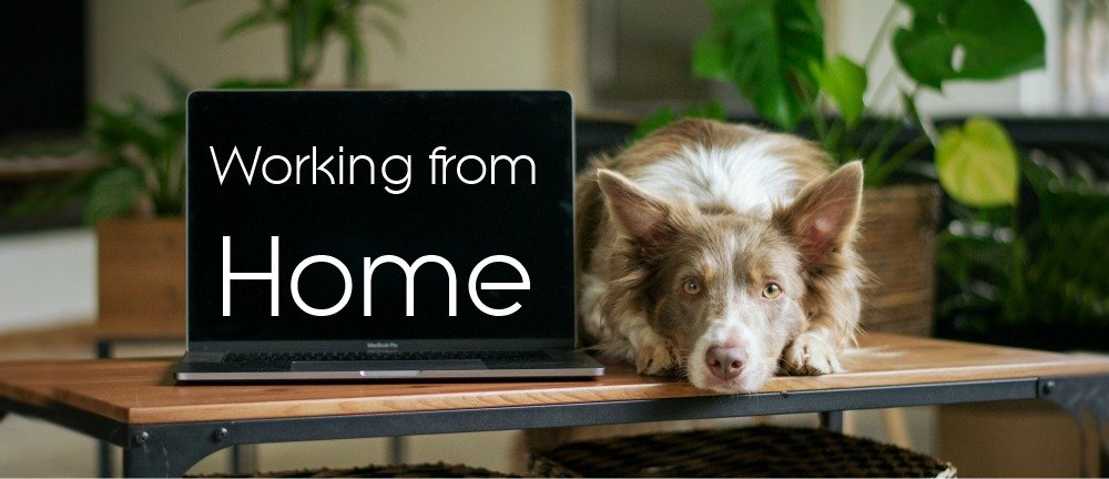 How Your Dog Can be Great Company When Working From Home