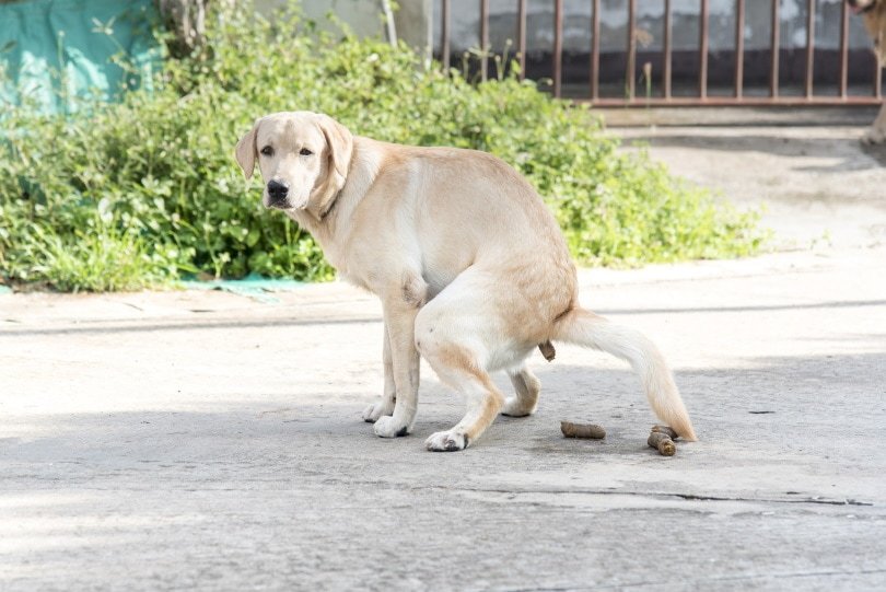 Labrador retriever pooping on the street