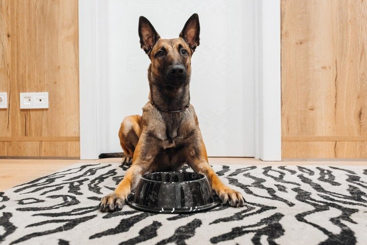 10 Best Dog Foods for Belgian Malinois in 2022 – Reviews & Top Picks