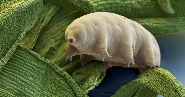 Top 10 Reasons Tardigrades Might Be the Coolest Animals Ever