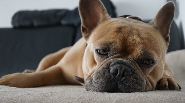 6 Top Reasons Why Dogs Whine, and How to Stop It